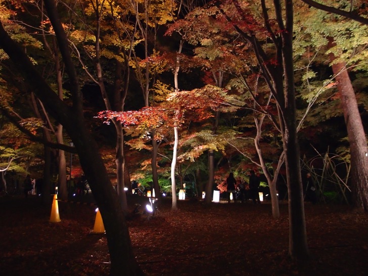 20141122 森林公園紅葉見ナイト
