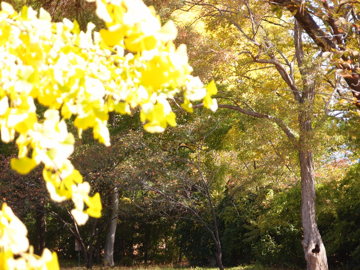 上田城跡公園の紅葉