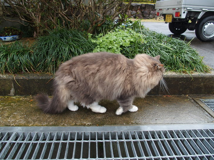 福井県御誕生寺の猫