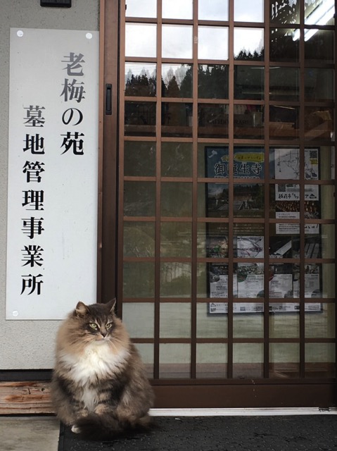 福井県御誕生寺の猫