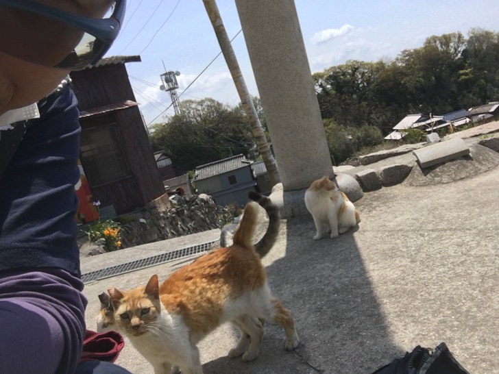 男木島のネコ