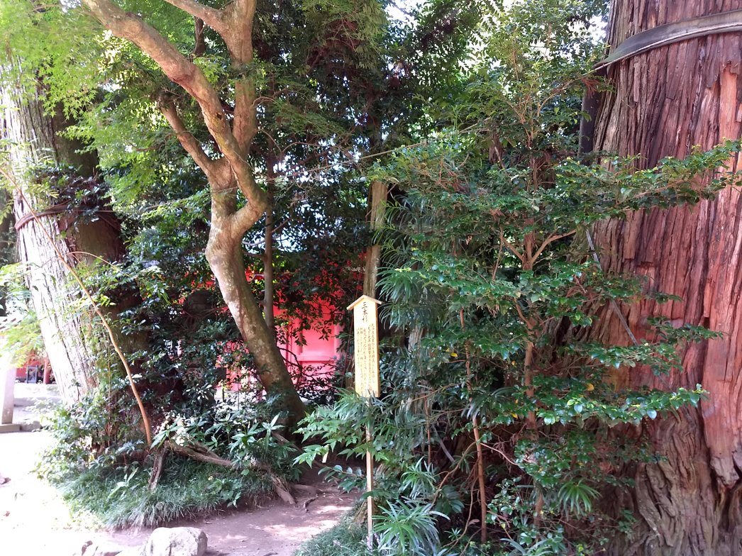 香取神宮の三本杉