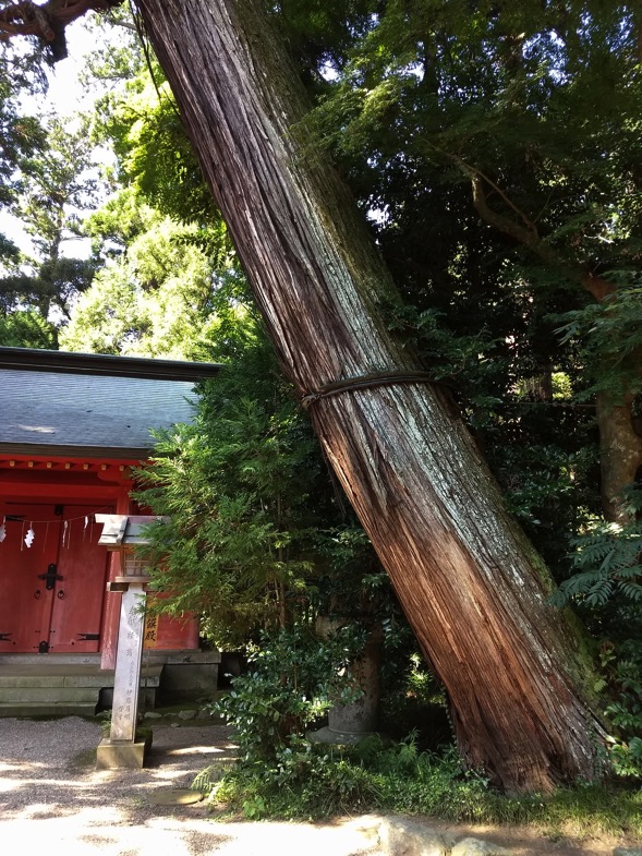 香取神宮の三本杉