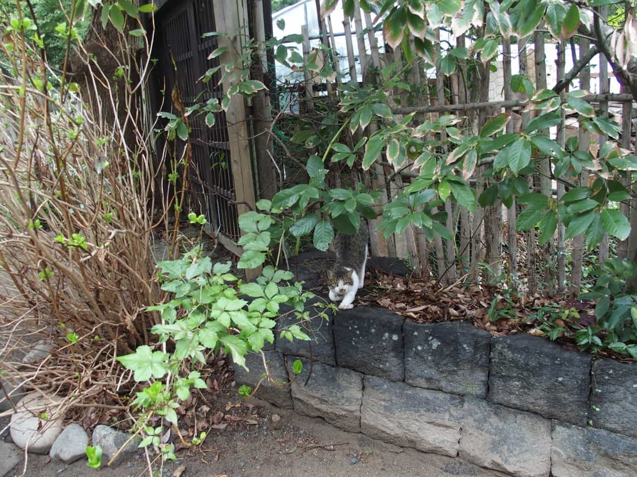 萩城跡の猫