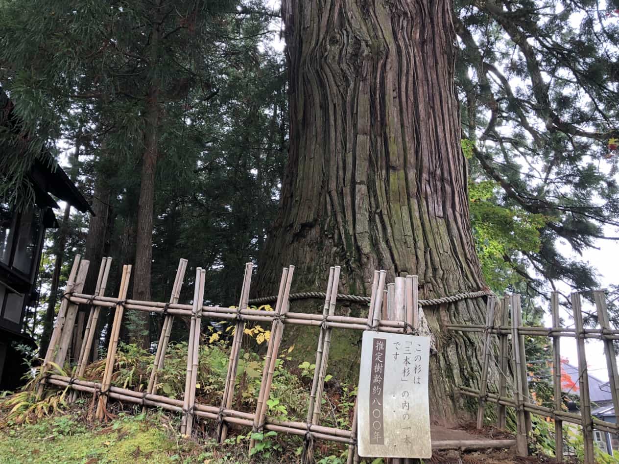戸隠神社樹齢800年の杉