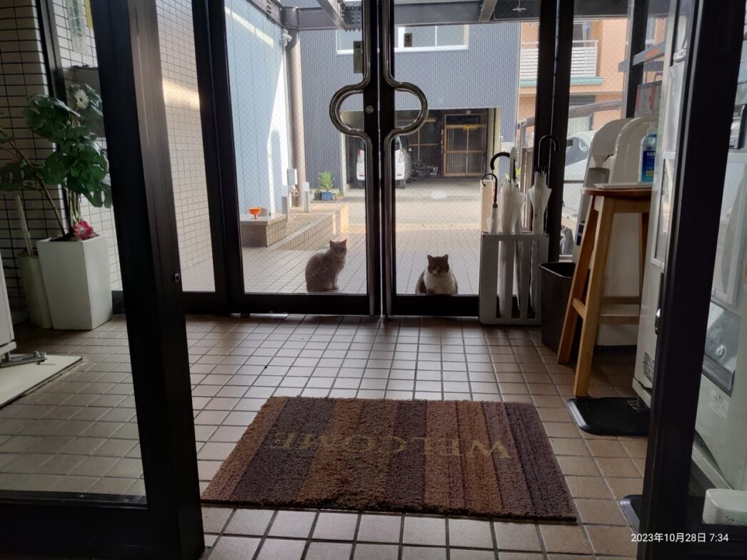 岐阜ホテルサンサミットの猫