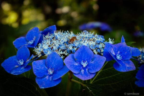 越畑金泉寺の紫陽花