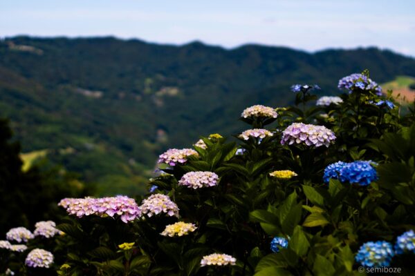 美の山公園の紫陽花