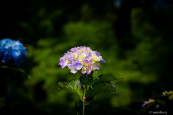 越畑金泉寺の紫陽花