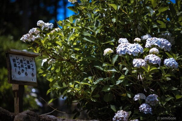 越畑金泉寺の紫陽花