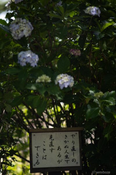 越畑金泉寺の紫陽花