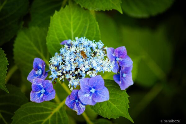 越畑金泉寺の紫陽花