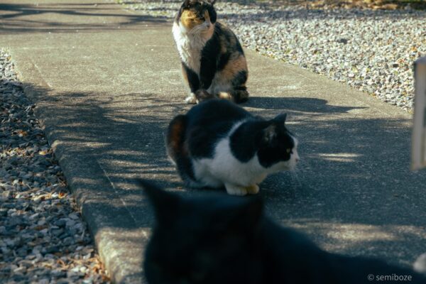 猫の楽園唐沢山神社