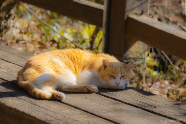 猫の楽園唐沢山神社