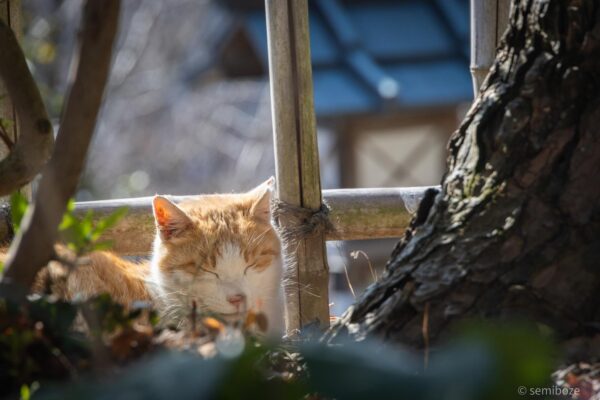 猫の楽園唐沢山神社