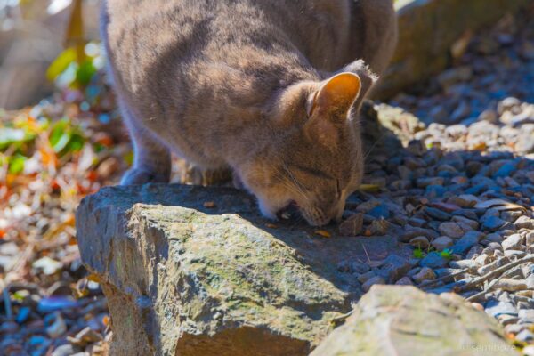 猫の楽園唐沢山神社