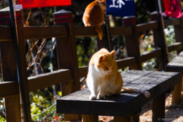 猫の楽園唐沢山神社
